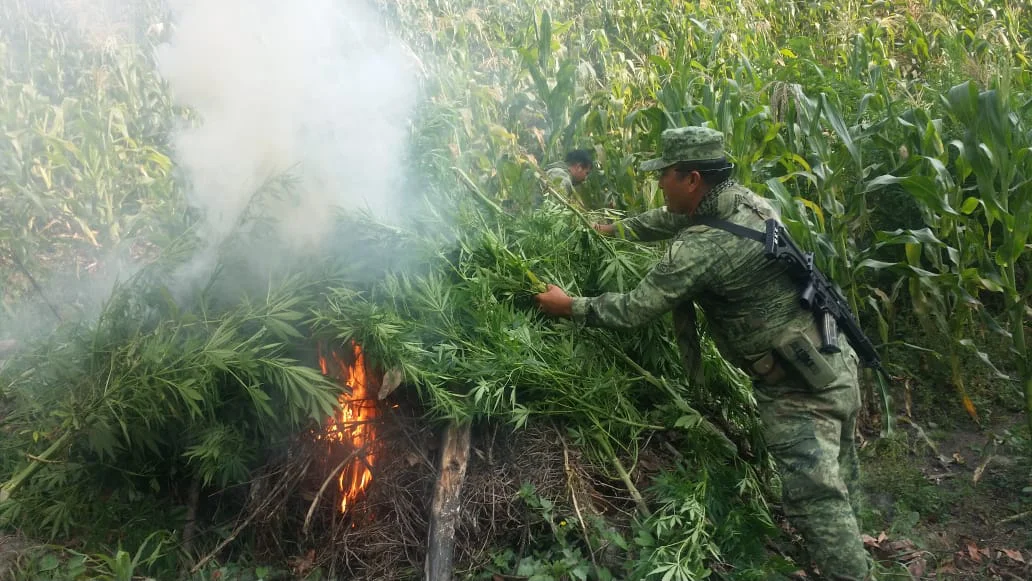 militares-quemaron-mil-cultivos-abraham